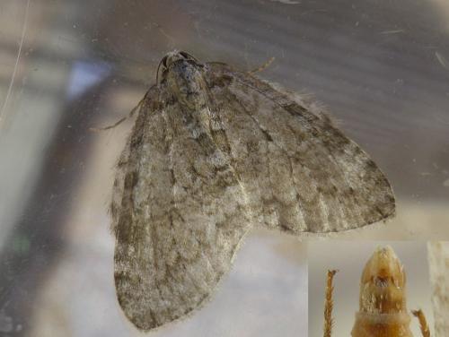 Réf. 313 818 : Epirrita dilutata